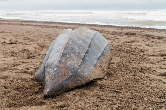 Empty Shell Of A Dead Leatherback Sea Turtle (Dermochelys Coriacea) At A Beach In Tortuguero National Park, Costa Rica