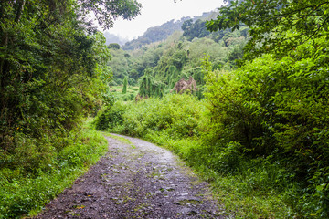 Fototapeta na wymiar Road near Bajo Grande village near Baru volcano, Panama
