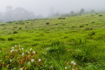 Meadow in National Park Volcan Baru during rainy season, Panama.