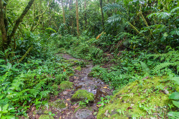 Hiking trail Sendero Los Quetzales in National Park Volcan Baru during rainy season, Panama.