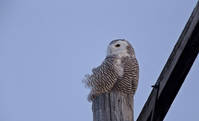 Snowy Owl on Pole