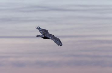 Snowy Owl in Flight