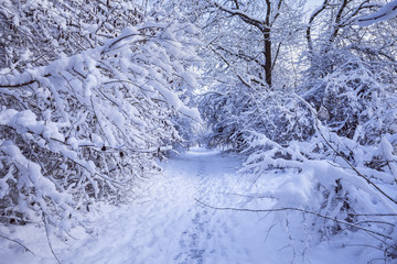 Winter Park in Snow in United Kingdom