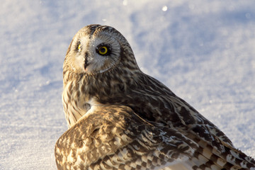 Injured Short Eared Owl