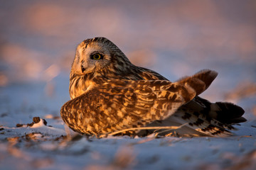 Injured Short Eared Owl
