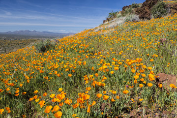 Desert Wildflowers in Arizona