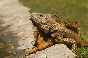 Reddish green iguana