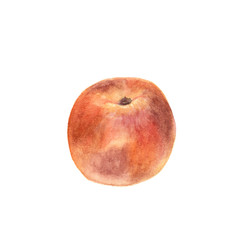 Watercolor peach on white background. Botany illustration