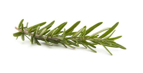 rosemary isolated on white