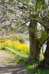 満開の桜と菜の花