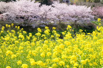 満開の桜と菜の花