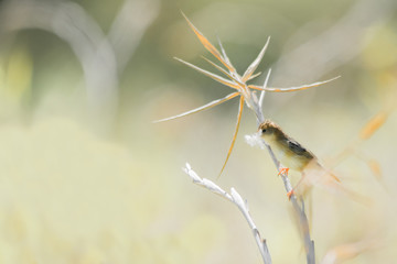 A little little bird