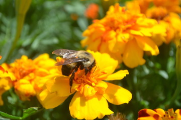 Scented bee