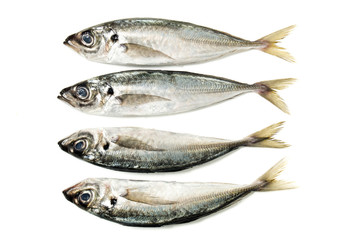 Raw short mackerel fish