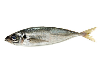 Raw short mackerel fish