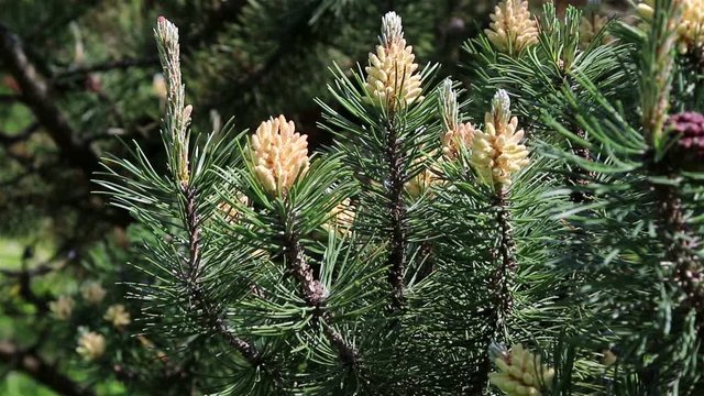 Blossoming fir-tree in forest, selective focus with shallow depth of field. 
