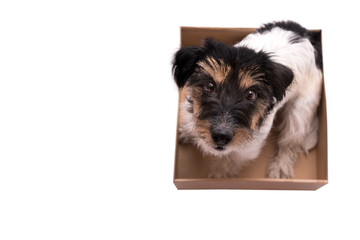 small dog sits obediently in a cardboard box - ready for mailing - Cute Jack Russell Terrier doggy 3 years old - hair style rough