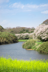 満開の桜と菜の花