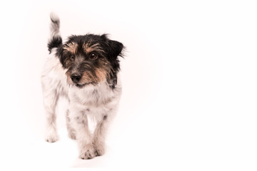 Jack Russell Terrier 3 years old, hair style rough - Cute little dog - isolated against white background