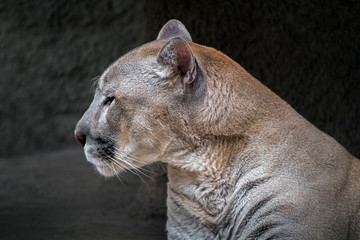 Portrait of a cougar. The young predator sits sideways against the background of a dark stone wall.