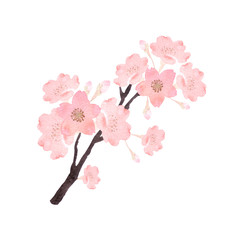 桜 幹　水彩 イラスト © tada