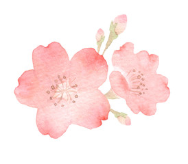 桜 花　水彩 イラスト © tada