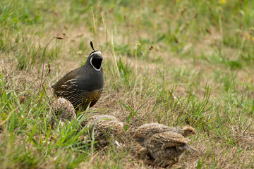 Male Quail Watching Over Chicks 