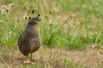 California Quail, Callipepla Californica, Female 