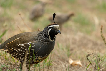 California Quail, Callipepla Californica, Male 