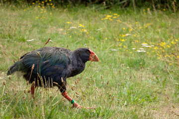 South Island Takahe