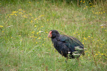 Takahe