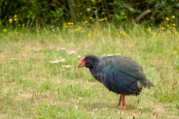 Flightless South Island Takahe