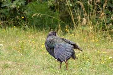 New Zealand Endangered Takahe Preening Feathers 