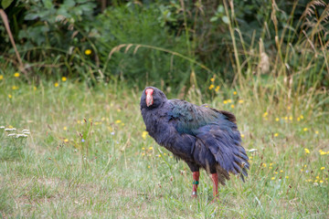 South Island Takahe