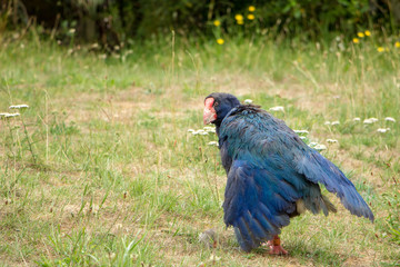 New Zealand Takahe Spreading Wings 