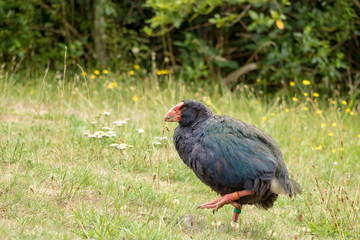New Zealand Takahe 