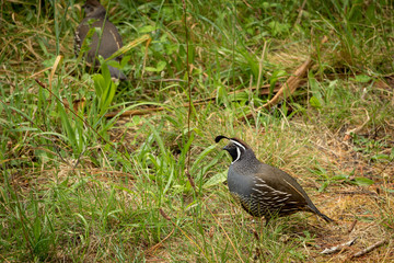 Californian Quails In Grasslands 