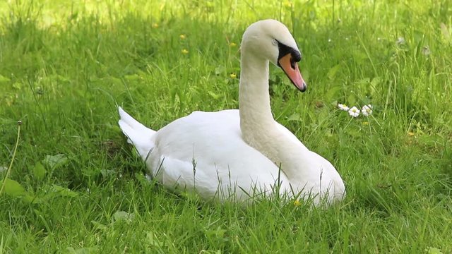 White swan sleeps in a grass
