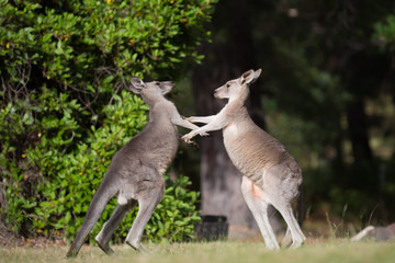 Kangaroos Holding Hands