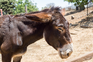 Cherry Picking at Bustan Bereshit in the Golan Heights