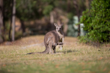 Kangaroo Looking Down