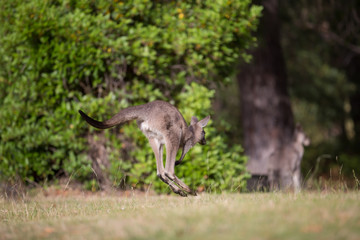 Obraz na płótnie Canvas Kangaroos Chasing Each Other