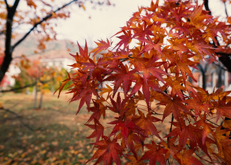 Selective focus of maple leaves in Autumn