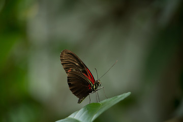 Fototapeta na wymiar Black and red butterfly perched on a leaf