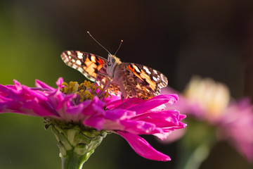 A migrating painted lady butterfly with outstretched wings, pointed antennae pollinating a pink flower
