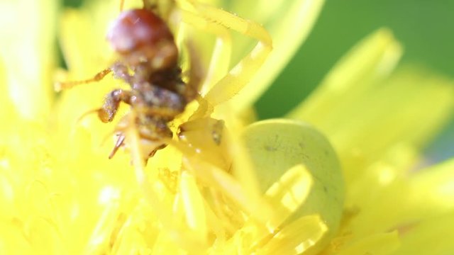 Goldenrod crab spider (lat. Misumena vatia), eats the caught fly, selective focus with shallow depth of field.