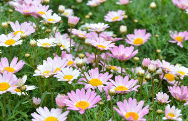 Daisy flower - Spring flower field close up