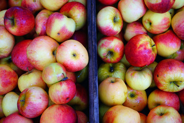 Crates of fresh heirloom apples at a French farmers market