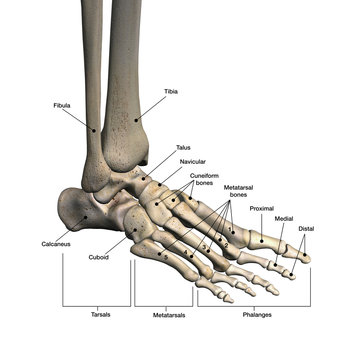 Bones of Foot Labeled