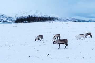 Reindeer in winter in Norway in front of mountains